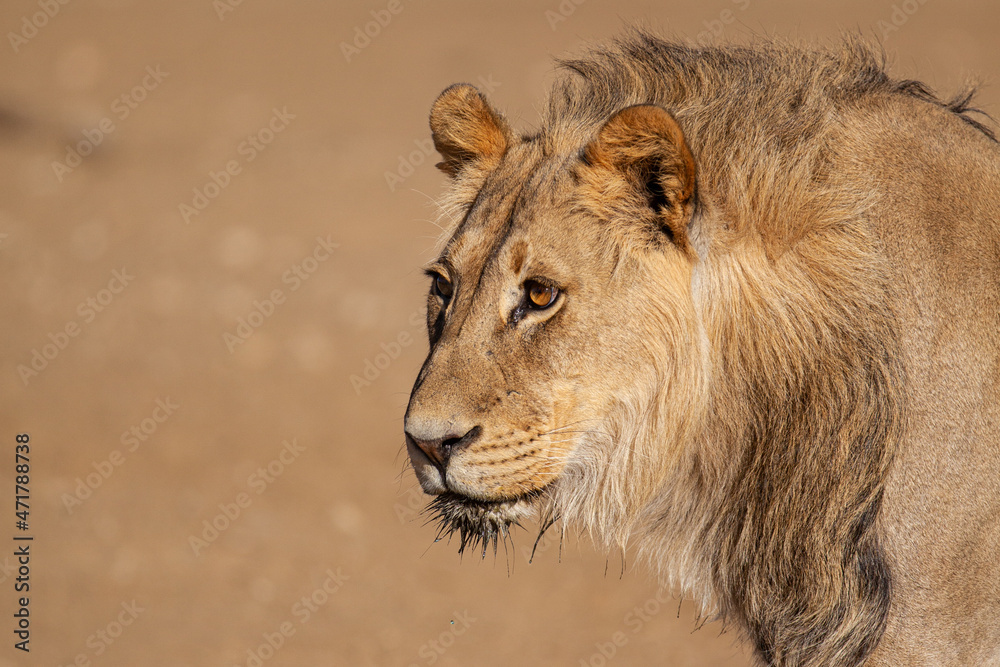 Black-maned lion of the Kalahari walking towards a waterhole in the Kgalagadi, South Africa Black-maned lion of the Kalahari walking towards a waterhole in the Kgalagadi, South Africa