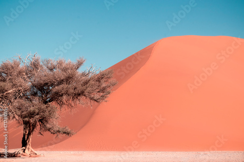 Lonely dry tree stands in the middle of the Namib Desert, next to a sand dune of Sossusvlei