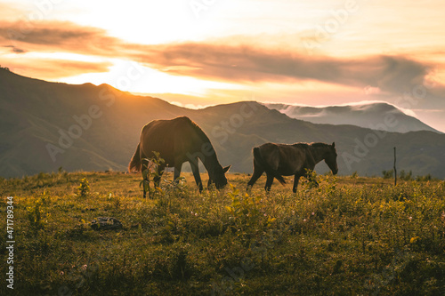 herd of horses in the sunset © dennys
