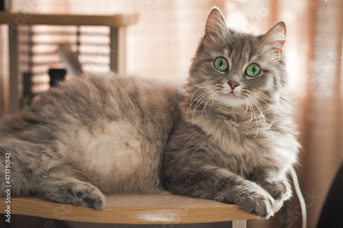 A fluffy Siberian cat is warming up on a shelf 3518.
