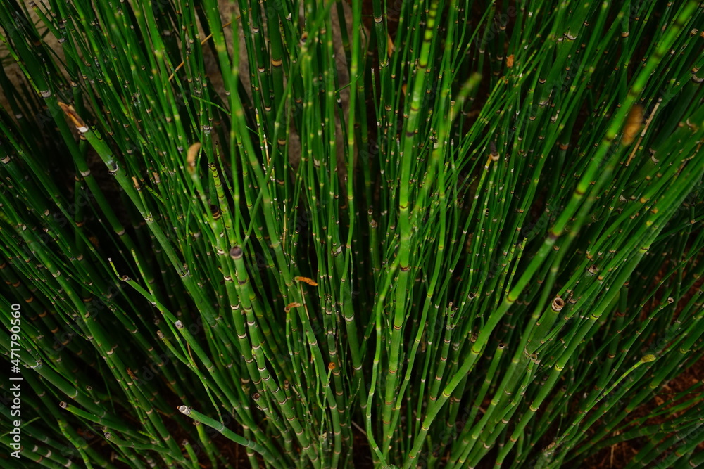 トクサ 木賊 砥草