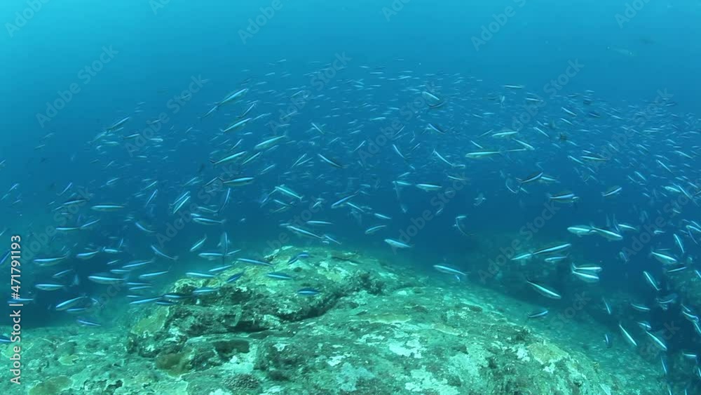 School of tropical snappers fish in wonderful seabed of Andaman Sea Islands. Underwater life on coral reefs in transparent clear water on blue background. Scuba diving and snorkeling in undersea Ocean School of tropical snappers fish in wonderful seabed of Andaman Sea Islands. Underwater life on coral reefs in transparent clear water on blue background. Scuba diving and snorkeling in undersea Ocean