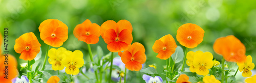 colorful pansy flowers in a garden