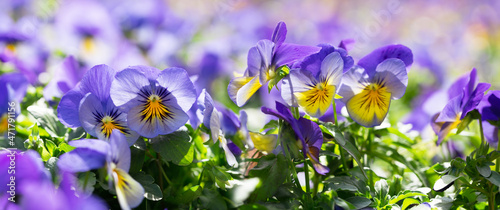 colorful pansy flowers in a garden