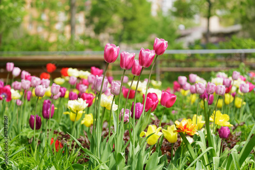 Colorful tulips blooming in a park