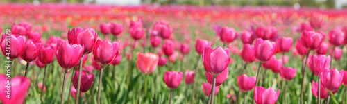 Tulips field. Colorful tulips blooming in a park