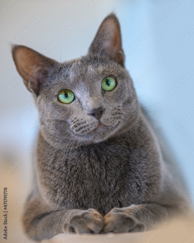 Portret kota rosyjskiego niebieskiego. Portret kota. Koci portet.  - obrazy, fototapety, plakaty 
