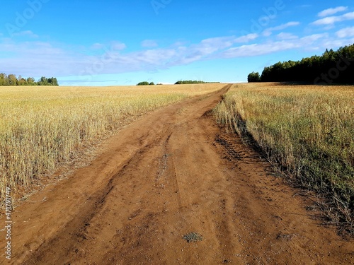 Dirt country road in the field of rye