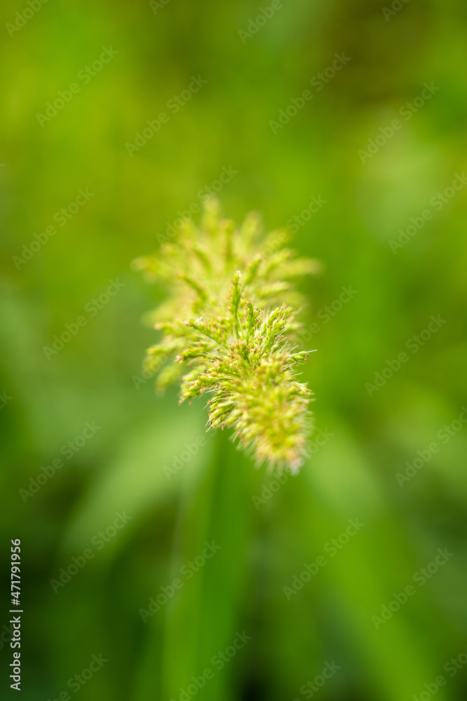 small grass flower with blurred background
small grass flower with blurred background