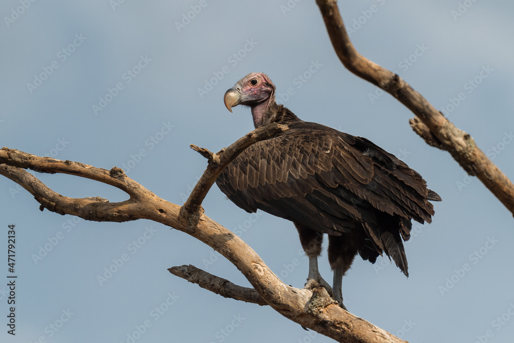 Lappet-faced Vulture - Torgos tracheliotos, large endangered bird of prey from African bushes and savannas, Lake Mburo, Uganda. Lappet-faced Vulture - Torgos tracheliotos, large endangered bird of prey from African bushes and savannas, Lake Mburo, Uganda.