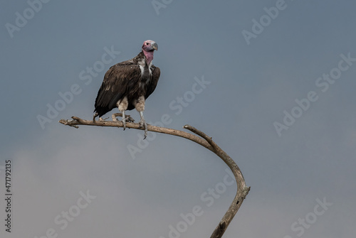 Lappet-faced Vulture - Torgos tracheliotos, large endangered bird of prey from African bushes and savannas, Lake Mburo, Uganda.