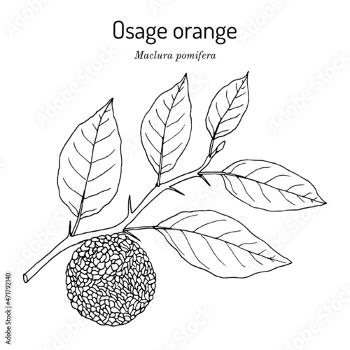 Osage orange or horse apple Maclura pomifera , medicinal plant photo