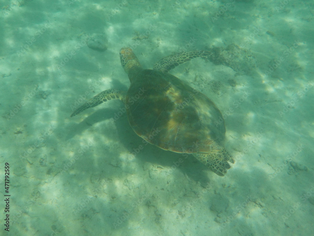 Obraz premium 海亀