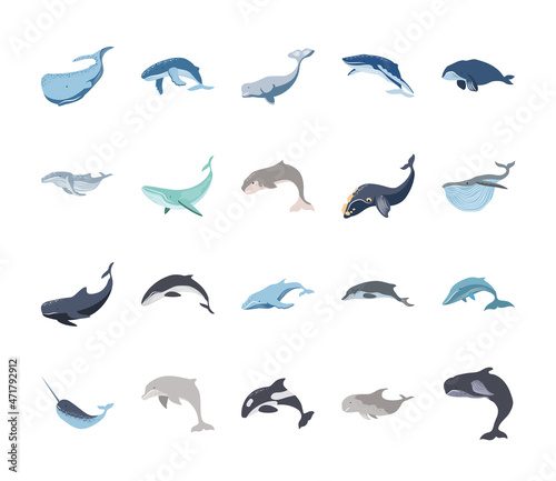 whale and dolphins