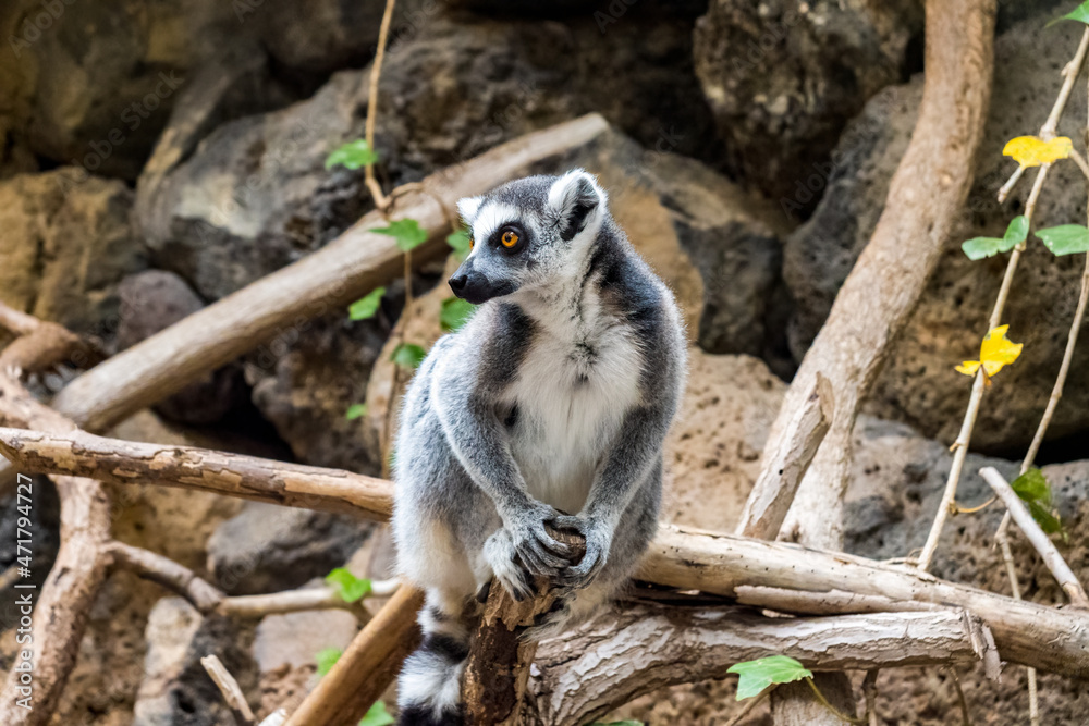 Fototapeta premium Ring-tailed lemur sits on a tree branch