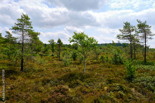 Landschaft im Naturschutzgebiet Schwarzes Moor  Biosph  renreservat Rh  n  Unterfranken  Franken  Bayern  Deutschland