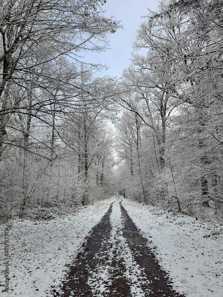 Obraz premium snow covered forest