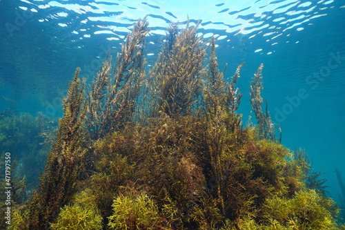 Brown algae below water surface in the ocean (mostly Sargassum muticum seaweed), Eastern Atlantic, Spain, Galicia