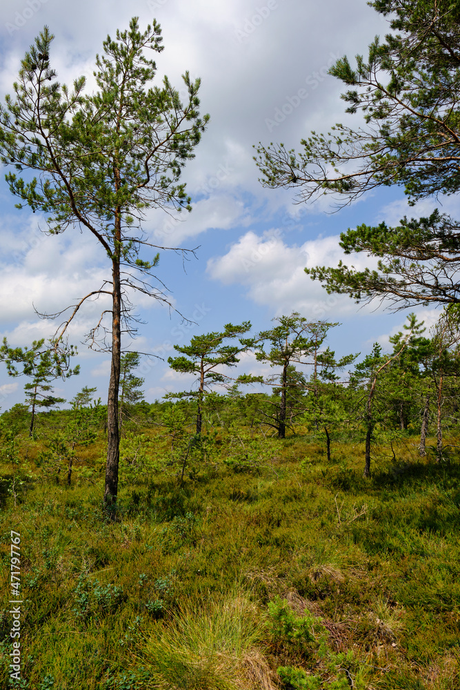 Fototapeta premium Landschaft im Naturschutzgebiet Schwarzes Moor, Biosphärenreservat Rhön, Unterfranken, Franken, Bayern, Deutschland