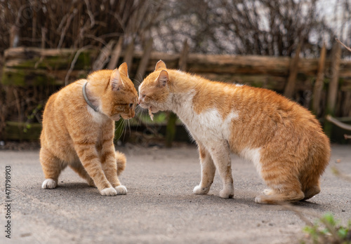 Two ginger cats fighting on the street © kotopalych