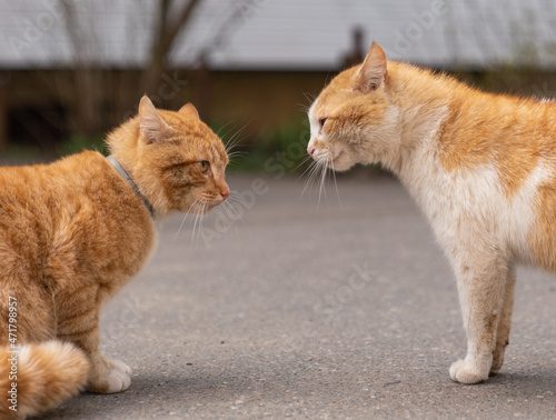 Fotografie, Obraz Two ginger cats fighting on the street