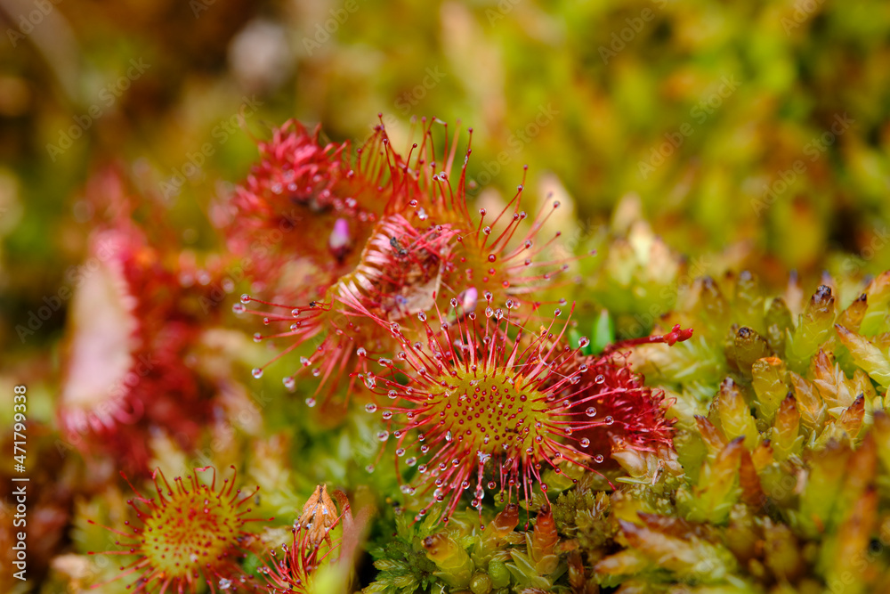 Sonnentau, Rundblättrige Sonnentau Drosera rotundifolia Sonnentau, Rundblättrige Sonnentau Drosera rotundifolia