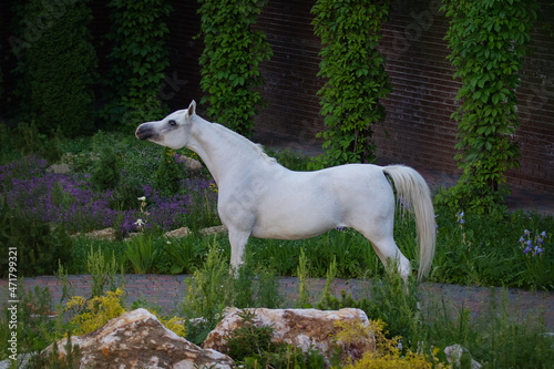 Beautiful gray arabian horse with a long white mane stands on natural summer background, profile side view, exterior © Svetlana