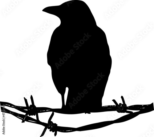 Crow on barbed wired sillhouette