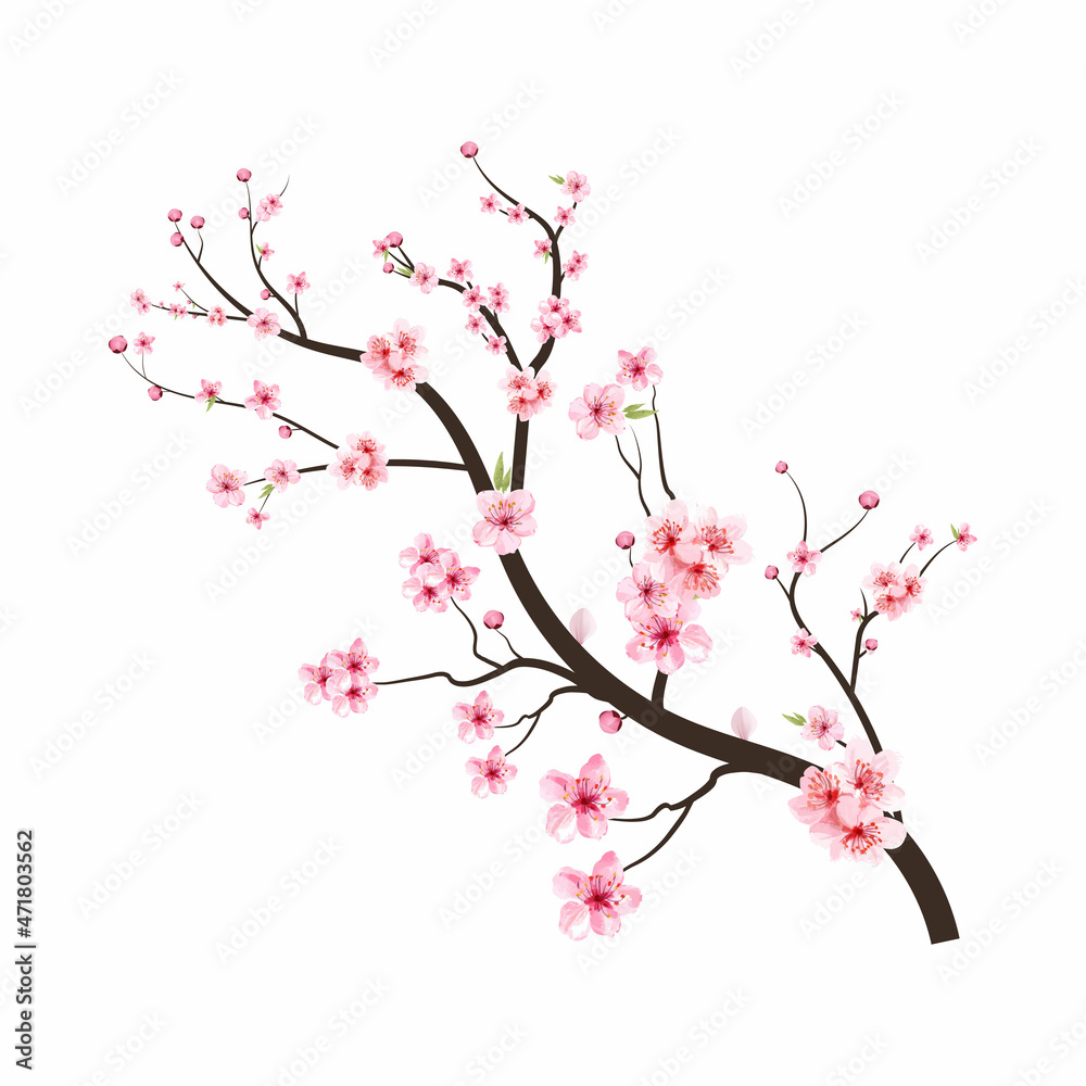Sakura on white background. Cherry blossom flower blooming vector. Watercolor cherry bud. Cherry blossom tree branch with sakura flower. Pink sakura flower background. Watercolor cherry blossom.