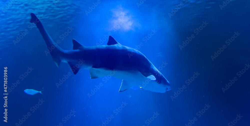 shark in aquarium, blue ocean shark in aquarium, blue ocean