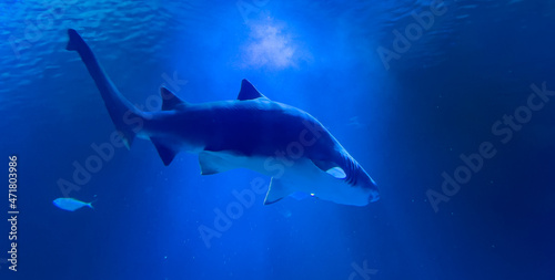 shark in aquarium, blue ocean