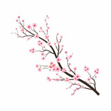 Cherry blossom tree branch with sakura flower. Pink sakura flower background. Sakura on white background. Watercolor cherry bud. Watercolor cherry blossom. Cherry blossom flower blooming vector.