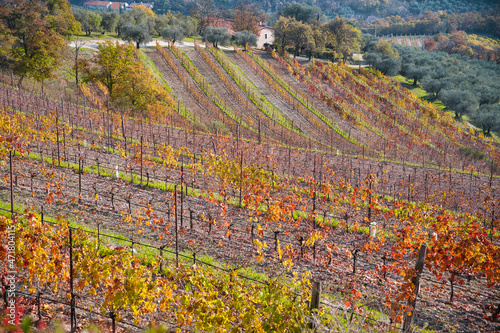 Autumn colored vineyard on a hillside in Colli Euganei, Italy photo