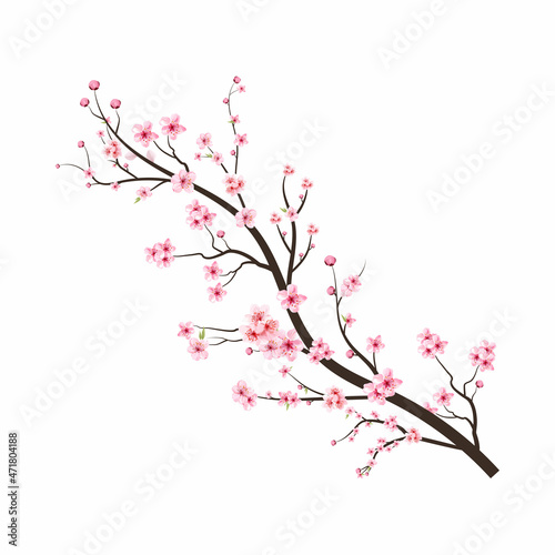 Cherry blossom tree branch with sakura flower. Pink sakura flower background. Sakura on white background. Watercolor cherry bud. Watercolor cherry blossom. Cherry blossom flower blooming vector. © Iftikhar alam