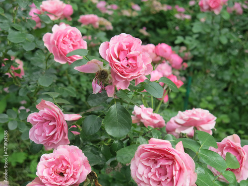 luxurious pink roses bloom in the garden in summer