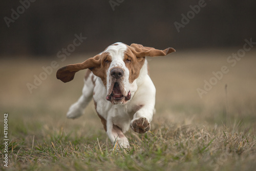 Crazy Basset Hound dog running