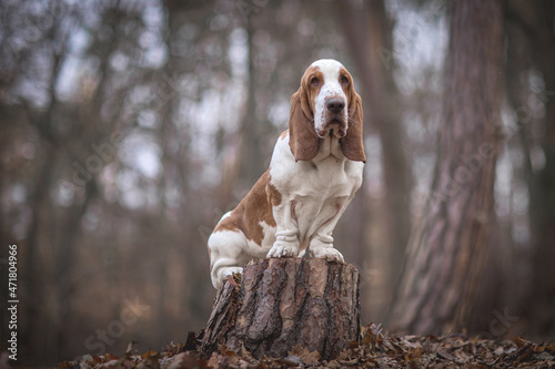 Basset hound dog in the dark forest photo