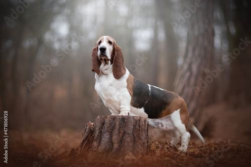Basset Hound is a perennial favorite of dog lovers all over the world