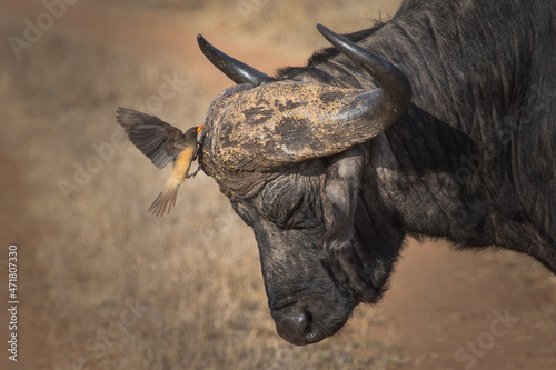Red-billed oxpecker landing on the Cape buffalo's horns, Greater Kruger. Golden light.  photo