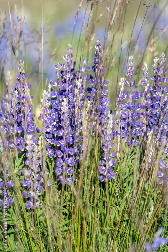 Lupine blooming at Mount Spokane State Park Lupine blooming at Mount Spokane State Park