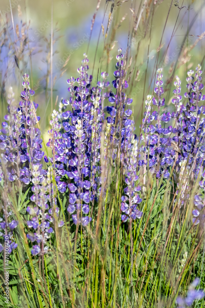 Lupine blooming at Mount Spokane State Park