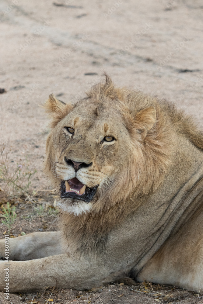 Beautiful male lion looking over his shoulder Beautiful male lion looking over his shoulder