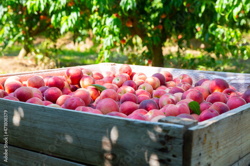 Ripe peaches in a wooden crate in the garden on sunny day