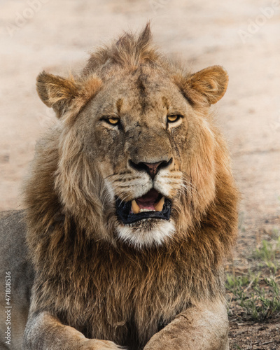 Fototapeta Naklejka Na Ścianę i Meble -  Closeup portrait of a stunning looking male lion, Greater Kruger.