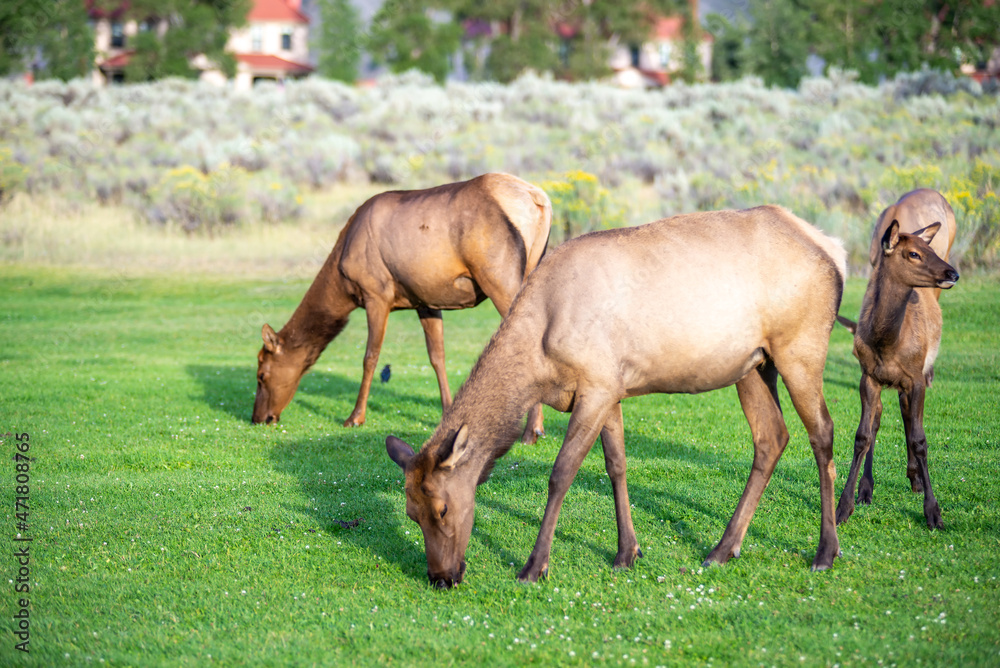 hurd of wild elk in Mammoth, Wyoming hurd of wild elk in Mammoth, Wyoming