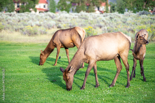 hurd of wild elk in Mammoth, Wyoming