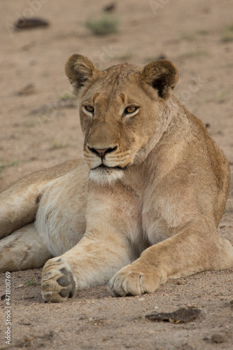 Closeup portrait of a lioness laying in the sand, Greater Kruger. 