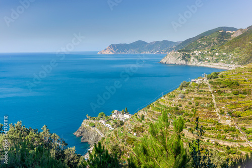 View of the vineyard on the terraces of Manarola in the Cinque Terre in Italy © gdefilip