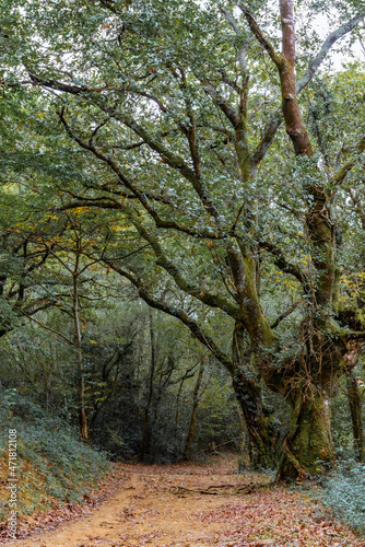 path entering a beech forest on the right two majestic trees, with few leaves, the trunks of the trees full of moss, on the way brown leaves fallen from the trees in the fall, cold, sadness, nostalgia
