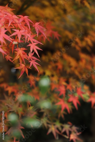 紅葉と日本の秋・秋イメージ写真
